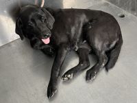 ラブラドールレトリバー、黒色、メス、大型、星マーク付き緑首輪の犬