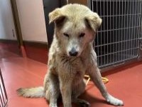 雑種、薄茶、メス、中型の犬