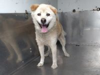 雑種、茶白、オス、中型、フック付き色不明首輪の犬