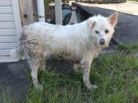 雑　白　メス　青首輪　中型の犬を収容しました。