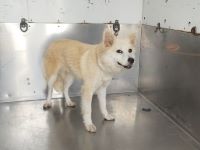 雑、薄茶、メス、赤首輪、中型犬を収容しました。