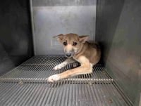 雑、茶、オス、中型の犬を収容しました。