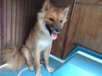 雑、茶黒、オス、中型の犬を収容しました。