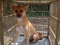 雑、茶、メス、中型の犬を収容しました。