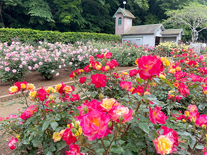 市川市動植物園のバラの写真