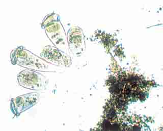 活性汚泥の微生物