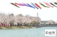 袋公園桜まつりの画像