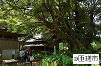 安久山のスダジイの画像