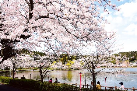 八鶴湖の桜