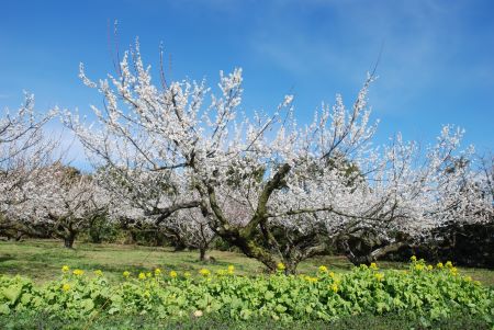 横芝光町の梅と菜の花の写真