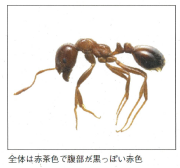ヒアリ
