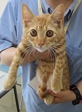 拾得猫、南房総市富浦町宮本-awa20250822f