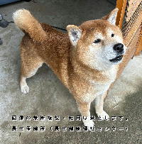 5月2日に収容した犬の写真