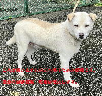夷隅保健所収容犬情報.管理番号収容犬250716-1
