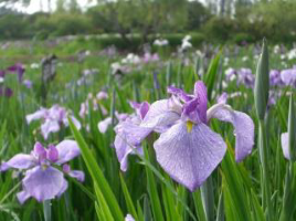 Suigo Sawara Iris Festiva