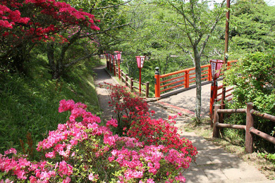 Suigo Omigawa sakura tsutsuji matsuri