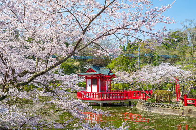 Mobara sakura matsuri