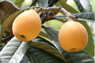 Loquat Picking