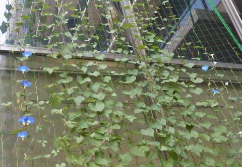 緑のカーテン青い花7月14日