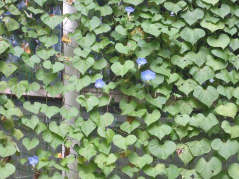 緑のカーテン青い花9月4日