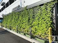 ゴーヤの緑のカーテン