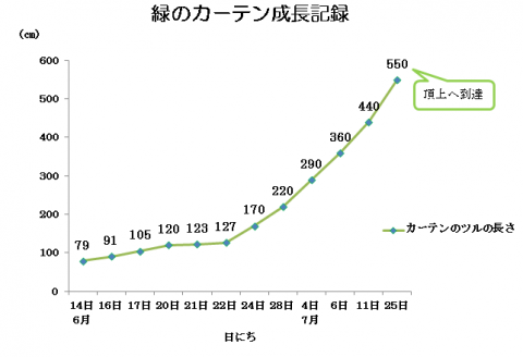 緑のカーテン成長記録2