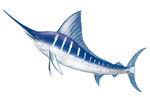 勝浦釣り寒マカジキのイラスト
