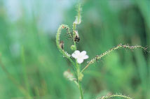 成東・東金食虫植物群落