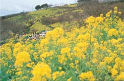 鹿野山マザー牧場