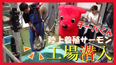 【工場見学】おかそだちサーモンの陸上養殖工場をチーバくんが見学してきたよ！in木更津