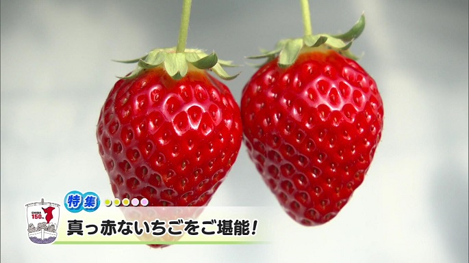 令和6年2月3日放送分（特集）「真っ赤ないちごをご堪能！」／ウィークリー千葉県