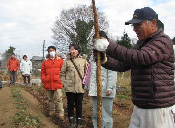 自然薯を畑から取り出している