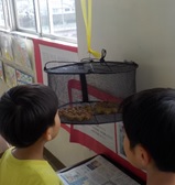 学校で加工したうめぼし