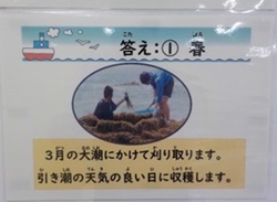 ひじきに関するクイズの答え