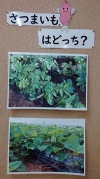 さつまいものクイズ