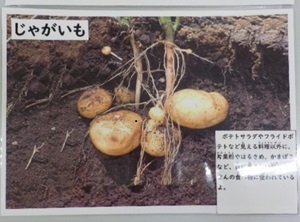 じゃがいもに関する掲示物