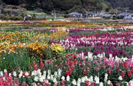 南房総市地震段丘とお花畑景観