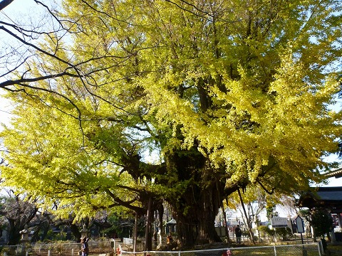 千葉寺ノ公孫樹