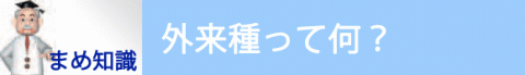 まめ知識・外来種って何