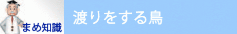 まめ知識・渡りをする鳥