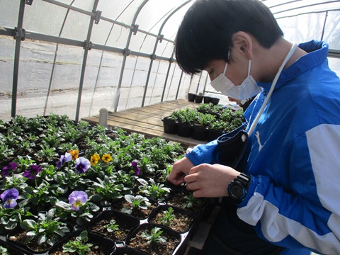 令和6年夷隅特支花苗作成風景