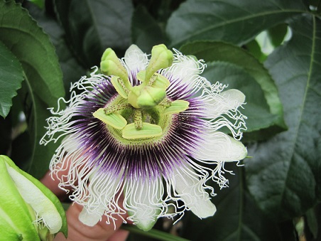 パッションフルーツの花
