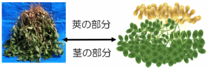 地干しした落花生 （4~5株/束）