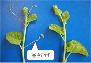 「タカミ」「TLタカミ」