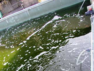 ナンノ水槽アップ