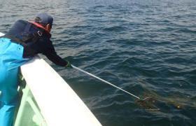 サヨリ卵流れ藻調査の様子の画像