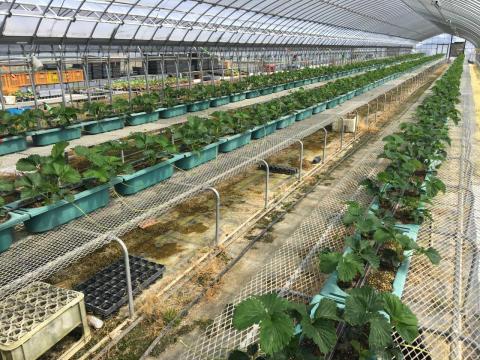 写真2育苗ほ
