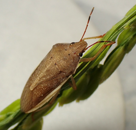 イネカメムシ成虫