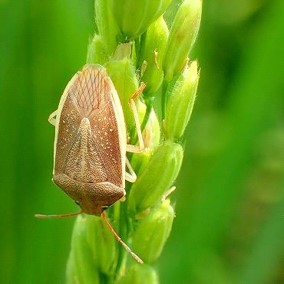イネカメムシ成虫の画像