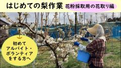 動画はじめての梨作業花粉採取用の花取り編
